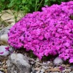15 of the Best Ground Cover Plants