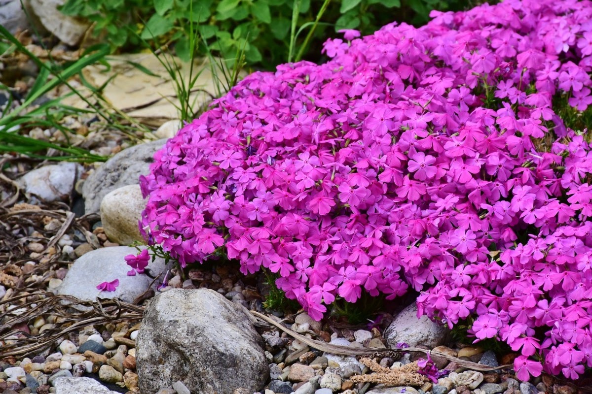 Purple phlox ground cover growing among rocks and greenery