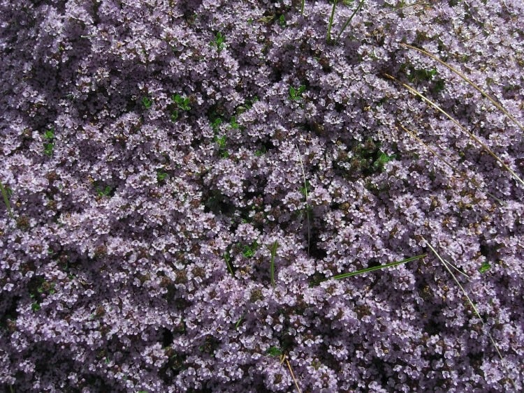 creeping thyme ground cover with purple blooms