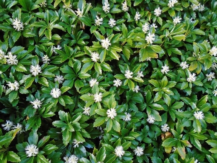 The Best Ground Cover Plants For Shade, Flowering Evergreen Ground Cover For Shade