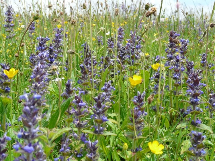 bugleweed plant with purple flowers