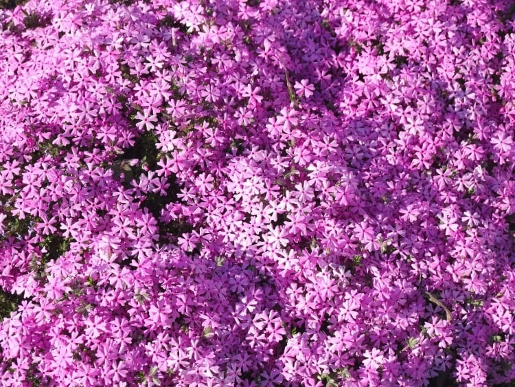 creeping phlox with puple blooms