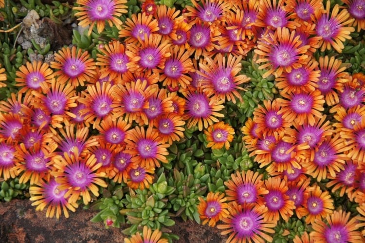ice plant ground cover with purple and orange flowers