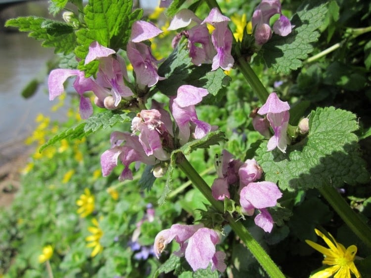spotted deadnettle plant with light purple flowers