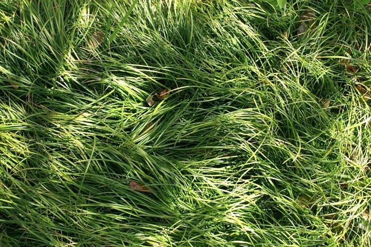 green mondo grass ground cover