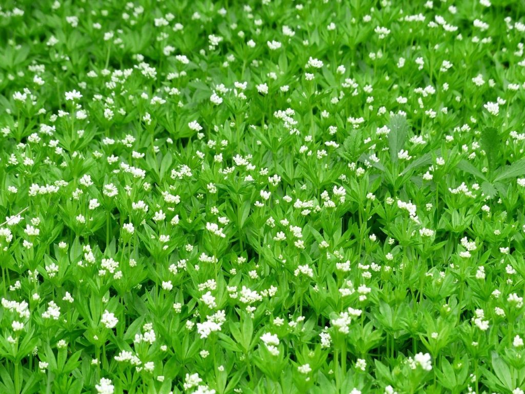 sweet woodruff ground cover plant with white blossoms