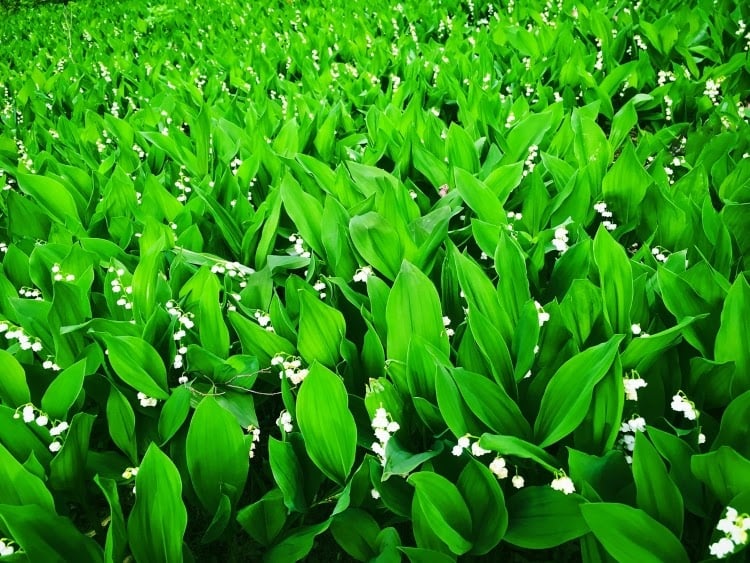 Lily of the Valley ground cover with white, bell-shaped blooms