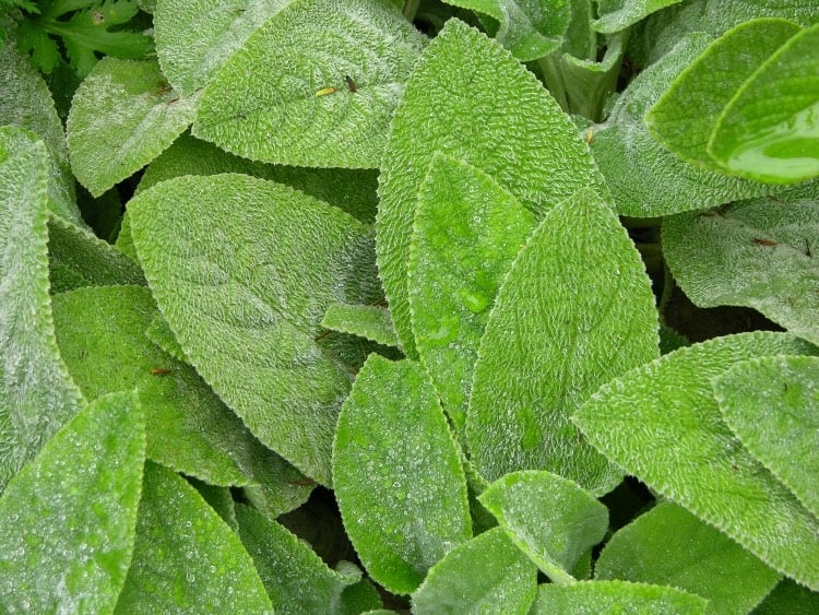 soft, green leaves of lamb's ear ground cover plant