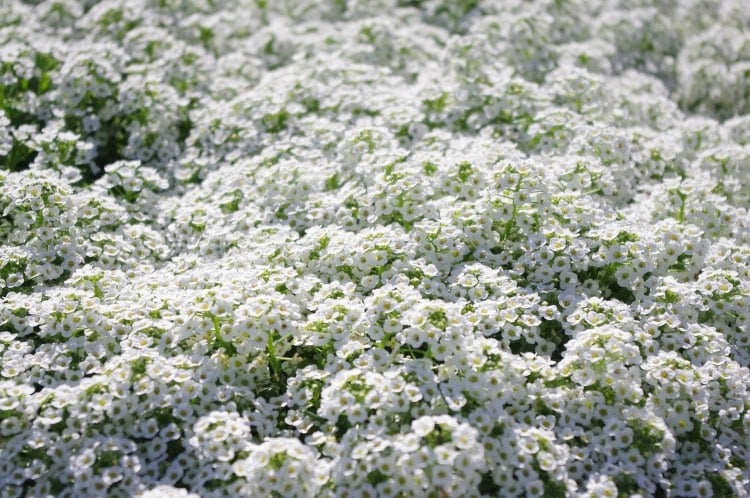 sweet alyssum ground cover with white blooms