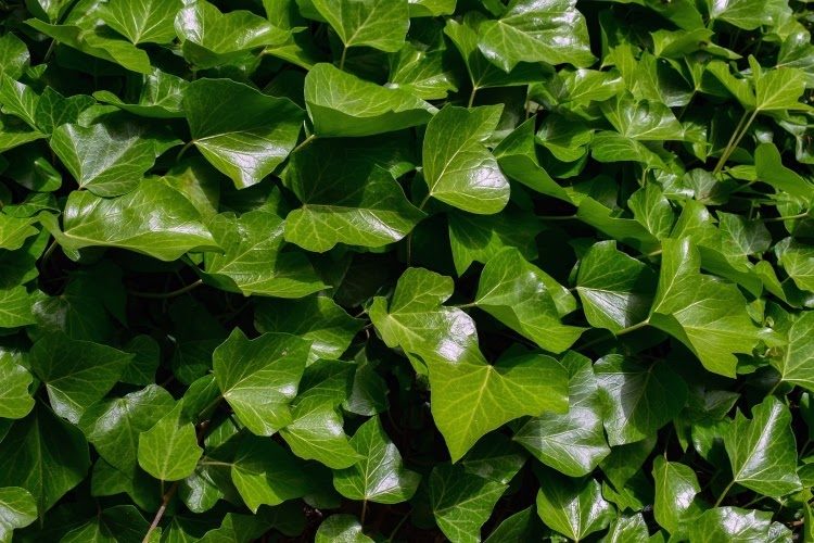 Dark green leaves of English ivy ground cover