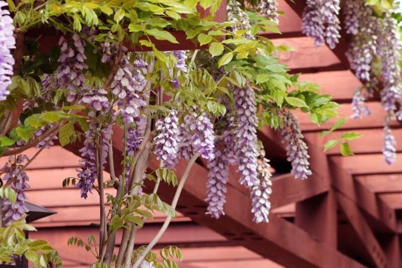 wooden pergola with purple wisteria