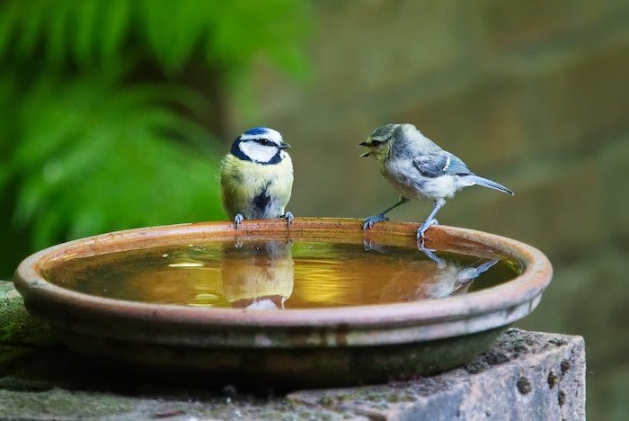 Two blue birds sit perched on small bird bath