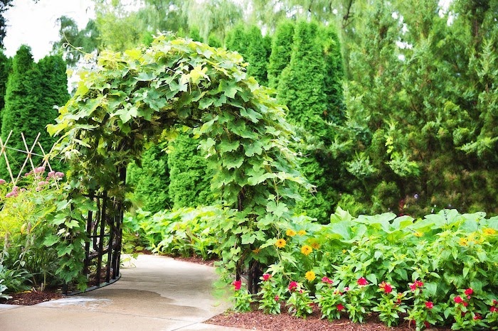 Arched garden arbor covered in bright green vines