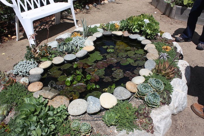 Backyard pond surrounded by rocks and succulents/  