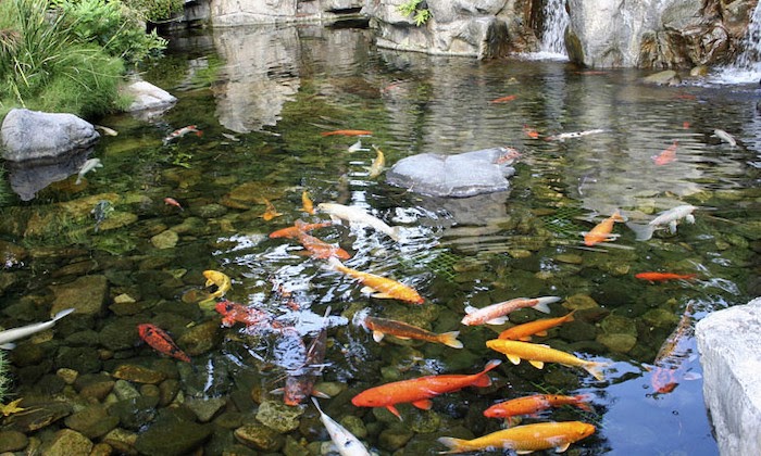 Koi fish swim in pond