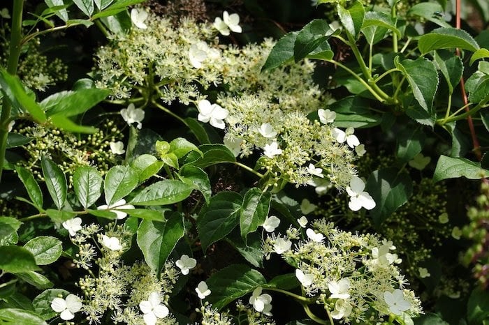 Close up of white climbing hydrangea