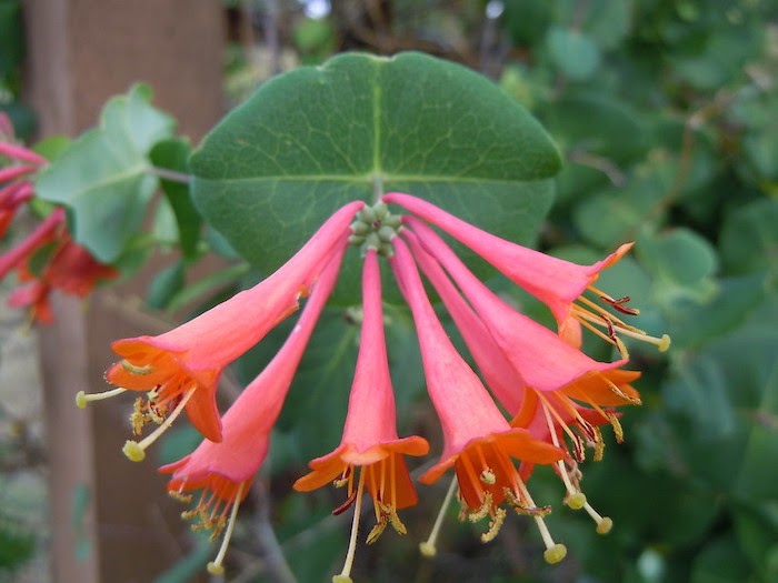 Close up of coral trumpet honeysuckle