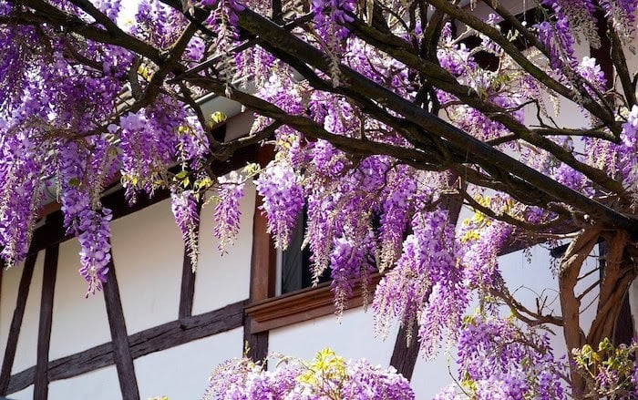 Wisteria flowering vines climbing near house