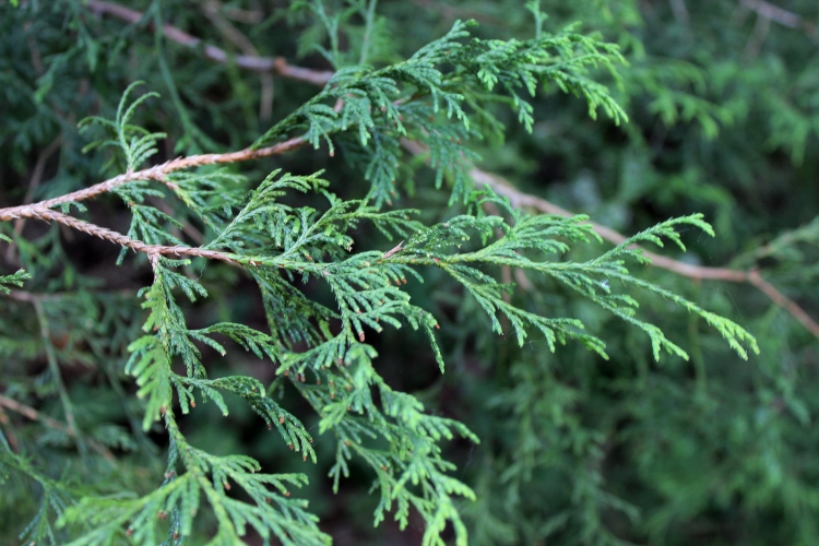 japanese false cypress