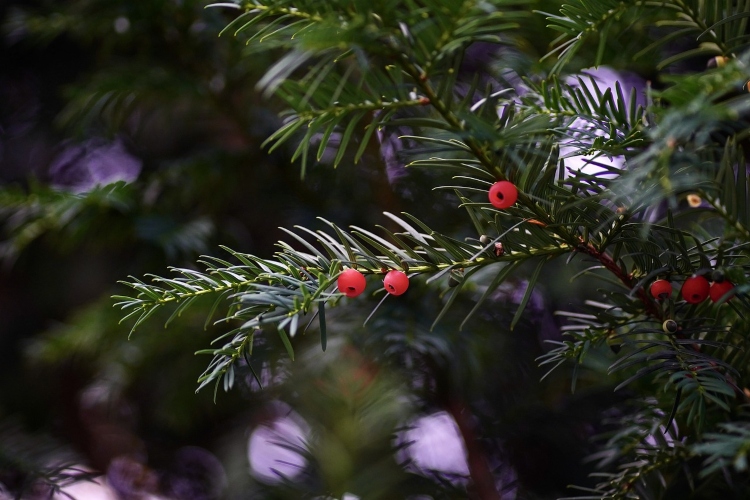 japanese yew