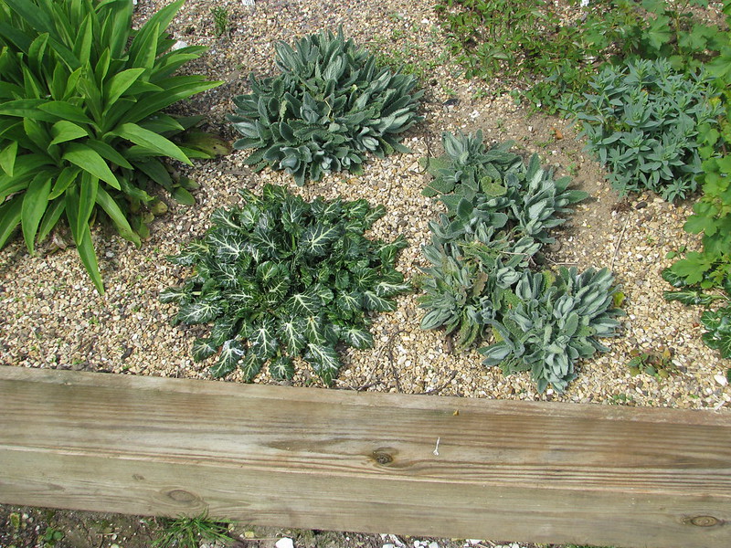 Plants in gravel mulch with wood landscape edging