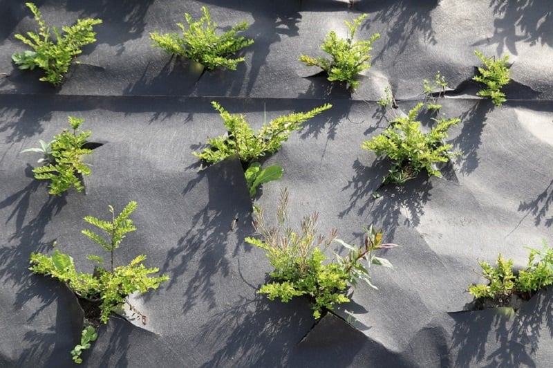 Plants poking through holes in landscape fabric