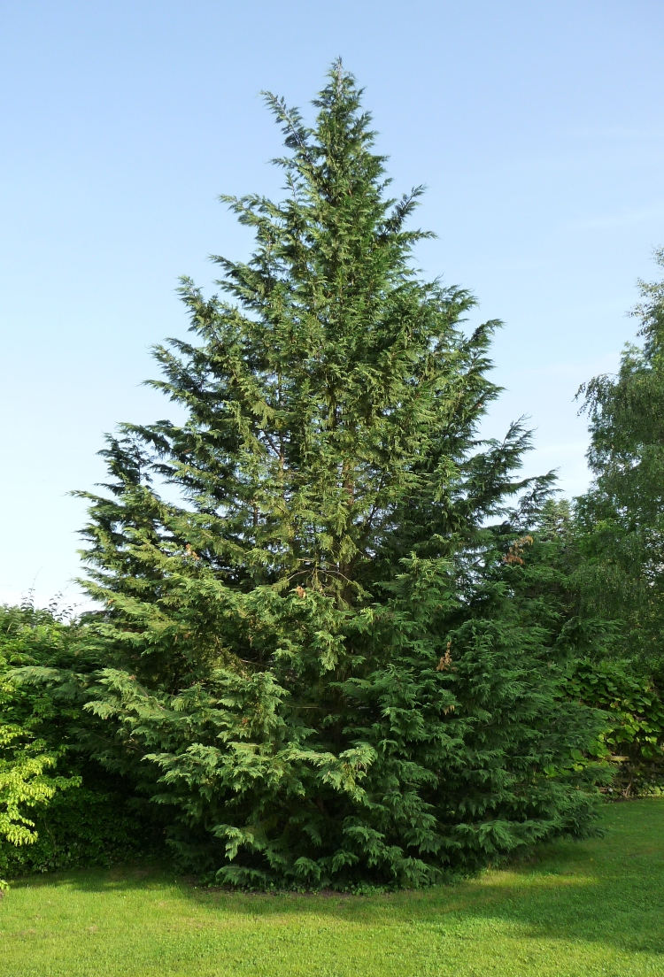 leyland cypress