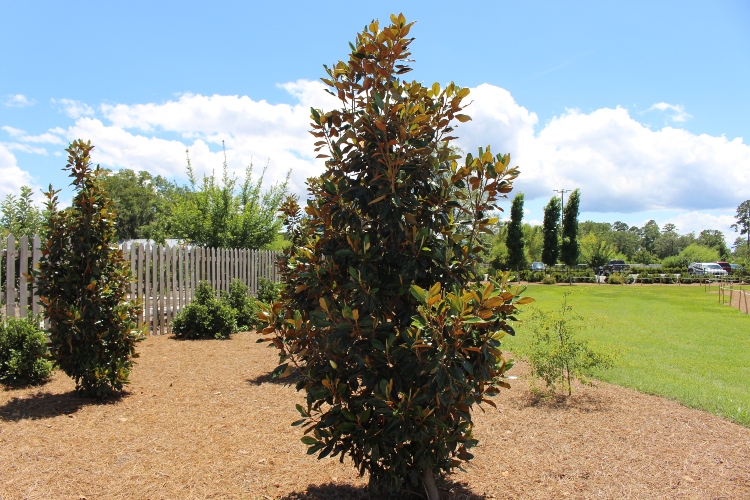 little gem magnolia tree