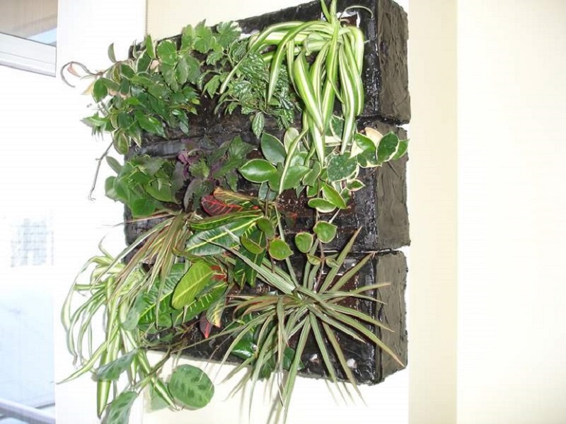 Small green wall with soil mounted indoors