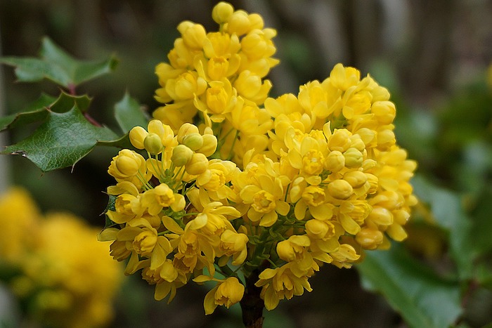 Blooming mahonia