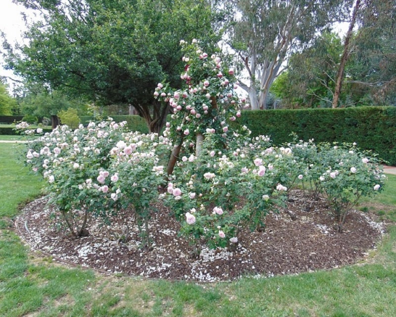 Rose bed with mulch and metal edging
