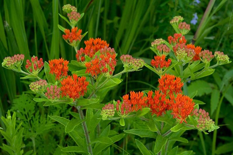 Clusters of red milkweed flowers