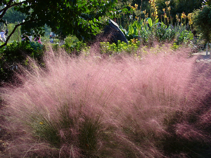 Pink muhly grass in bloom