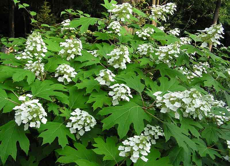 Oakleaf hydrangea bush in bloom with white flower clusters