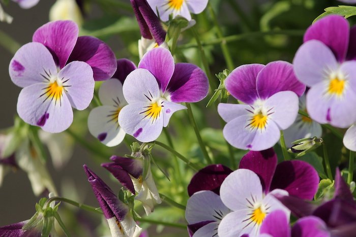 blooming violas