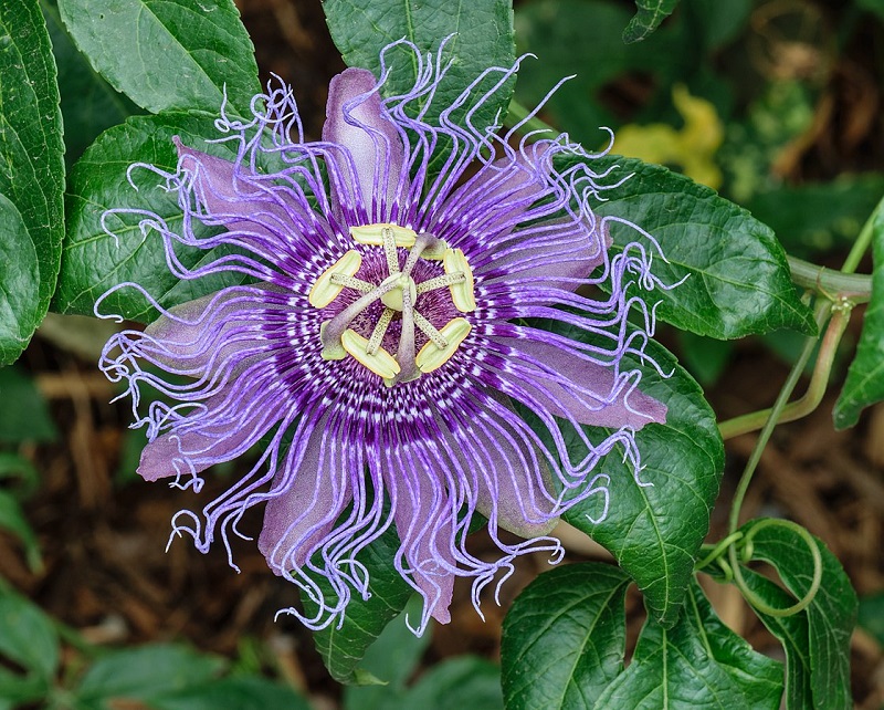 Closeup of purple passion flower