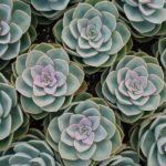 How to Create a Succulent Garden