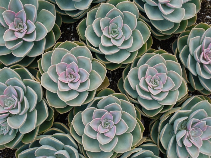 How To Create A Succulent Garden In 7, Front Yard Landscaping Ideas With Rocks And Succulents