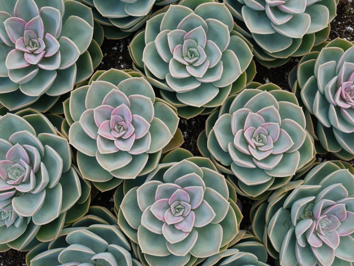 Why the Leaves on a Jade Plant Turn Yellow? - World of Succulents