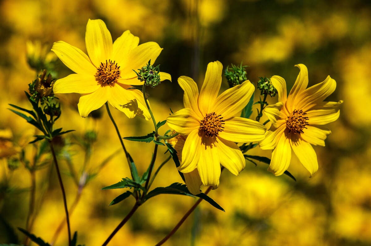 closeup of tickseed, Florida's state wildflower