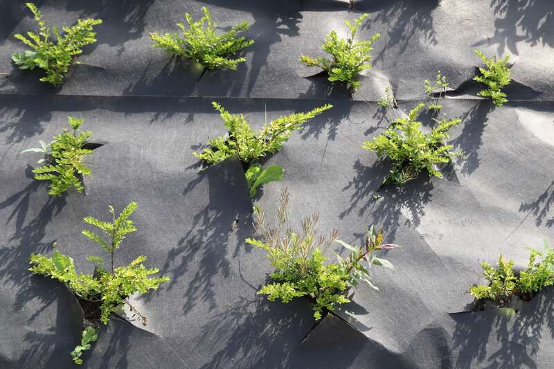 Landscape fabric surrounding plants