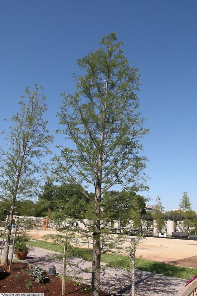 pond cypress tree