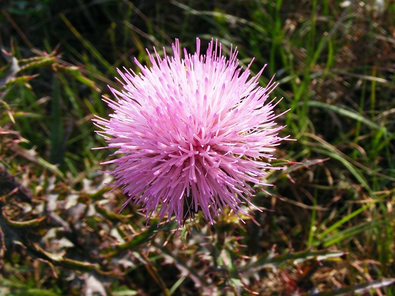 Closeup of pink powderpuff mimosa flower