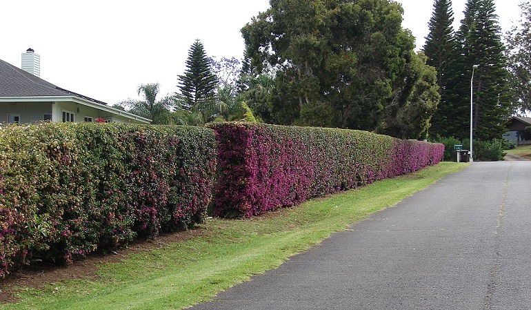 Tall hedge with pink flowers