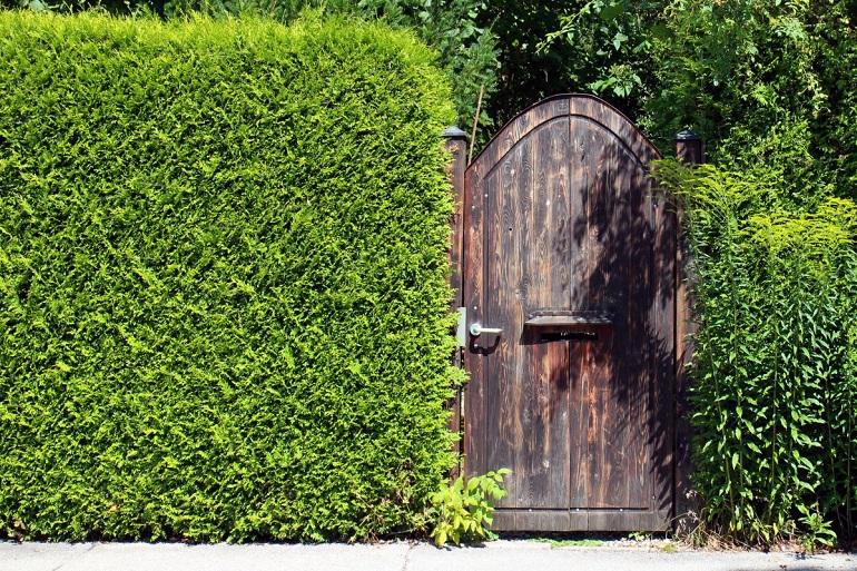 Tall hedge surrounding wooden door