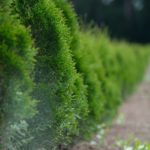 The 15 Best Trees for Privacy to Plant in Your Yard