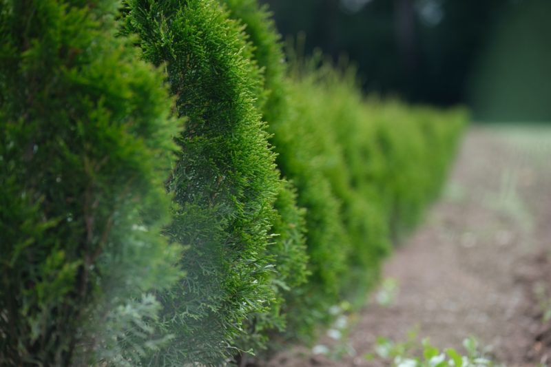 The best trees to plant for privacy