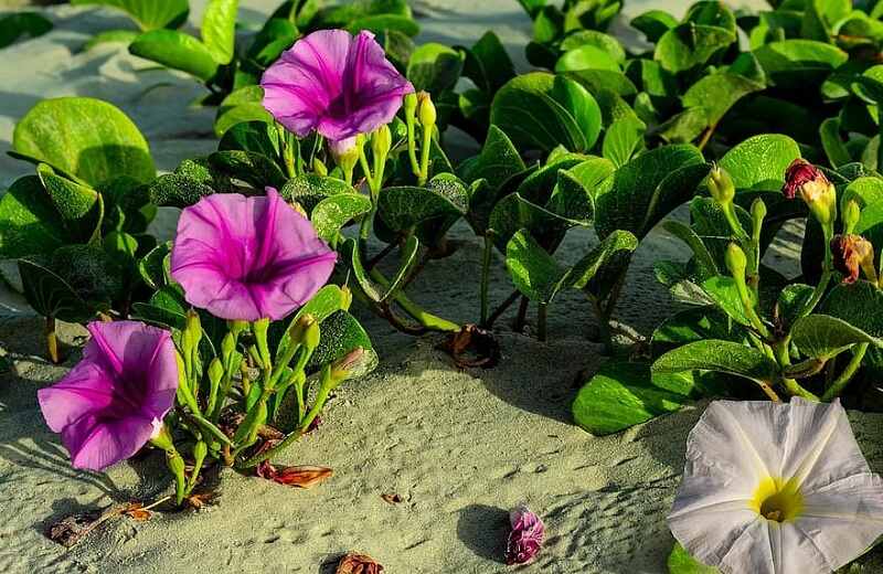 Railroad vine flowers in sand