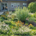 How to Build a Rain Garden: 6 Steps