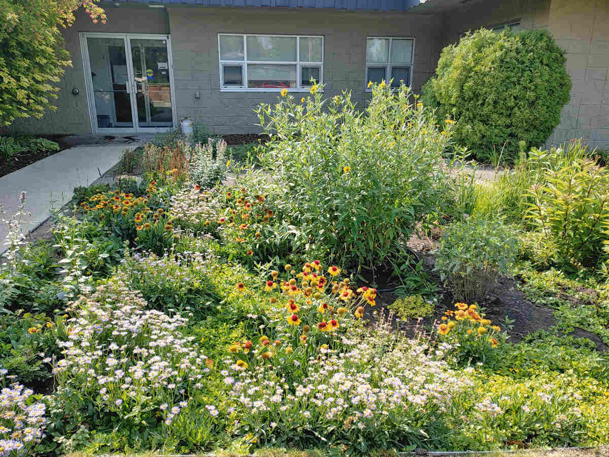 rain garden in calgary alberta